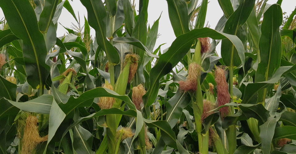 스토리 이미지2